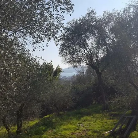 Il Foresto